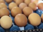 Казахстан на полгода запретил ввоз куриных яиц
