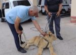Житель Самаркандской области пытался спрятать африканского львенка у себя на даче. Видео