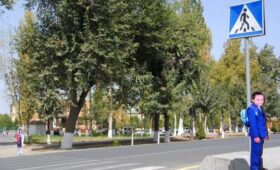 СБДД Узбекистана предложила ввести статус пешехода в зависимости от возраста