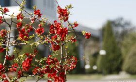 В районах Ташкента создадут питомники для разведения кустарников