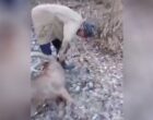 В Сурхандарьинской области неизвестные убили краснокнижного тянь-шаньского горного барана и сняли это на видео