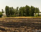 Сельхозкооперативам в Узбекистане открыли кредитные линии на 500 млрд сумов