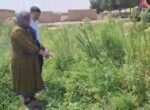 В Кашкадарье женщина выращивала каннабис у себя во дворе. Видео