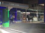 В Ташкенте застрелили сбежавшего из бойни быка, напавшего на инспектора. Видео