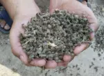 Почему пчёлы, опылявшие хлопковые поля Узбекистана, массово гибнут?