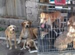 Живодеры из Ташобласти, выращивающие собак на мясо, станут фигурантами уголовного дела. Видео