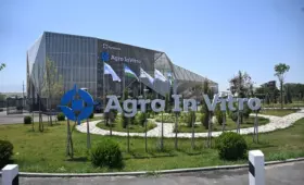 Как Agro In Vitro выращивает сертифицированные саженцы, свободные от вирусов
