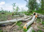 В Самарканде экологи проверили слухи о вырубке двух тысяч деревьев