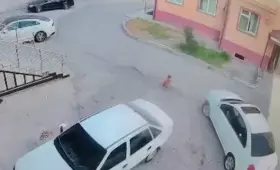 Водительница, переехавшая трёхлетнего ребёнка, приговорена к 2 годам ограничения свободы