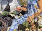 В Узбекистане объявлено 10-дневное чрезвычайное положение для сбора хлопка