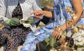 В Узбекистане объявлено 10-дневное чрезвычайное положение для сбора хлопка