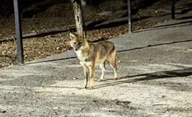 Ташкентский зоопарк временно принял шакала, замеченного в центре столицы