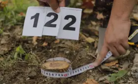 На улице Бабура в Ташкенте срублены 174 дерева и кустарника — Минэкологии