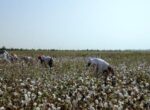 В Узбекистане оштрафовали чиновников за принуждение людей к сбору хлопка