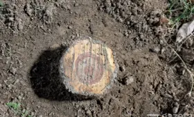 Правительству и хокимиятам в Узбекистане запретили принимать документы, предусматривающие вырубку и пересадку деревьев