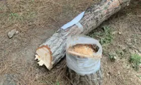 Граждане смогут требовать запрета изъятия земель, где растут деревья