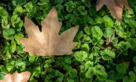 В Ташкенте отменено ограничение на полив растений на частных участках летом и весной