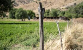 Агентство по платежам в аграрной сфере создаётся в Узбекистане