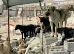Проект Aral Vet Mission для помощи ветеринарам будет запущен в Нукусе