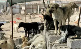 Проект Aral Vet Mission для помощи ветеринарам будет запущен в Нукусе