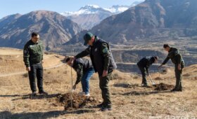 В Пскемской долине высадили 800 деревьев для защиты склонов от оползней