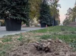 По факту вырубки 174 деревьев в Ташкенте заведено уголовное дело