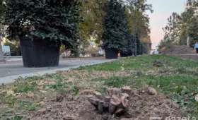 По факту вырубки 174 деревьев в Ташкенте заведено уголовное дело