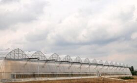 Для теплиц Ташкента и Ташкентской области разработают меры по стабильному газоснабжению