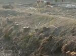 В Самаркандской области срубили деревья, ссылаясь на «решение президента». Начата проверка. Видео