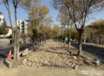 На зелёной разделительной полосе улицы Богибустон в Ташкенте прокладывают тротуар. Жители опасаются за деревья