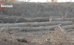 Около 1000 деревьев срублено вдоль бетонируемого канала в Самаркандской области