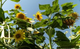 ЕС выделил €7 млн на поддержку аграрных реформ в Узбекистане