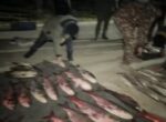 В Навои изъято почти полтонны незаконно выловленной рыбы