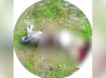 Живодеру из Ташобласти грозит арест за убийство собак ради мяса