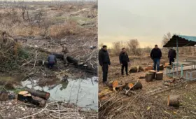 Штрафы за вырубку деревьев в 2025 году в Узбекистане превысили 20 млрд сумов