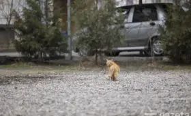 В течение недели в Узбекистане осадков не ожидается