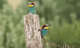 «Птицам нужна тишина и спокойная среда». Победители конкурса среди наблюдателей за птицами — о созерцании пернатых в 2025 году