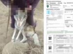 В Сурхандарье мужчина убил дикого волка. Ему назначили штраф
