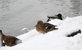 Минувший январь в Узбекистане был довольно тёплым, осадков выпало около нормы — Узгидромет