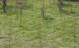 Жители многоквартирных домов смогут поливать деревья в любое время суток при наличии счётчика