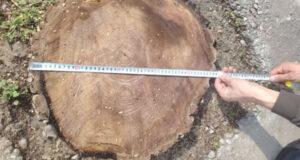 В Самарканде незаконная вырубка дерева нанесла ущерб природе почти на сто миллионов сумов