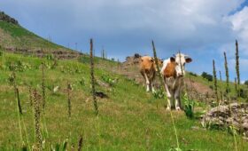 Узбекистан временно запретил ввоз живых животных и птицы из Индии