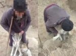 За жестокое обращение с животными за год к ответственности привлекли 70 человек