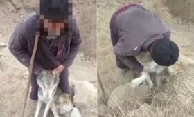 За жестокое обращение с животными за год к ответственности привлекли 70 человек