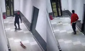 В Бостанлыкском районе двое мужчин истязали и убили кошек, дело передано в суд