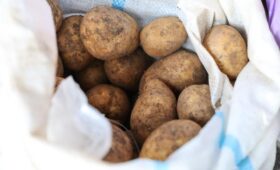 В Узбекистане увеличат площади под картофель до 135 тысяч га и завезут импортные клубни