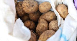 В Узбекистане увеличат площади под картофель до 135 тысяч га и завезут импортные клубни