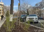 В Ташкенте начато восстановление зелёных зон, занятых под парковку
