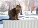 В Ташкенте завершается отопительный сезон