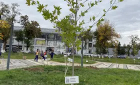 За посадку деревьев будут присваивать статусы и награды — от «экоактивного гражданина» до «мецената»